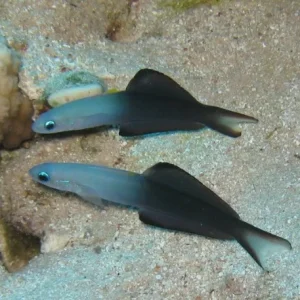 Ptereleotris evides XXL