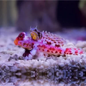 Synchiropus ocellatus