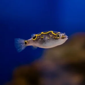 Tetraodon biocellatus – ambientati in marino