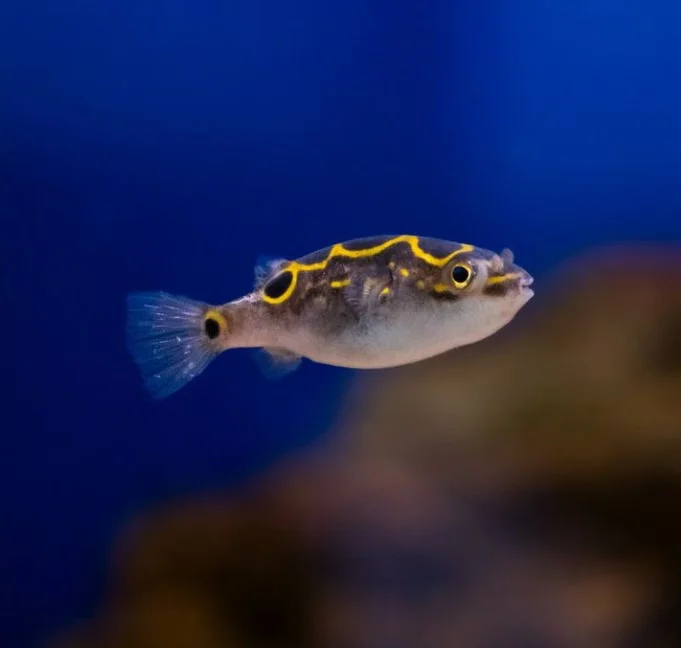 Tetraodon biocellatus – ambientati in marino - immagine 2