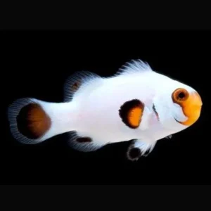 Amphiprion percula platinum