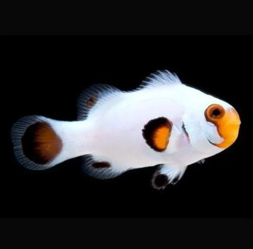Amphiprion percula platinum - immagine 2