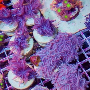 Anthelia pink – taglia piccola