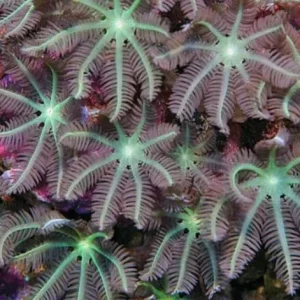 Anthelia green purple – taglia media