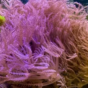 Anthelia pink – taglia grande