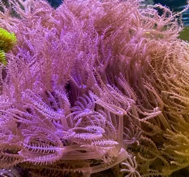 Anthelia pink – taglia grande