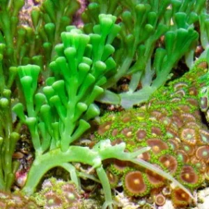 Starter – Caulerpa racemosa – RARITÀ