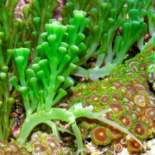 Starter – Caulerpa racemosa – RARITÀ