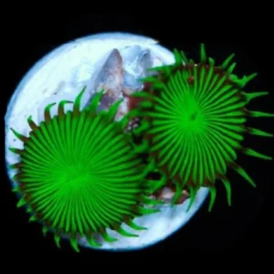 Palythoa green fluo 3-4 polipi