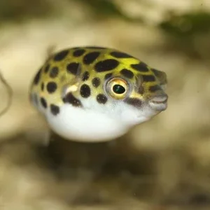 Tetraodon nigroviridis – ambientati in marino