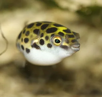 Tetraodon nigroviridis – ambientati in marino - immagine 2