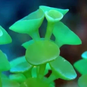 Starter – Caulerpa laetevirens – RARITÀ