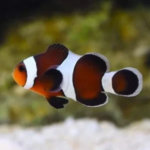 Amphiprion ocellaris mocha