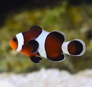 Amphiprion ocellaris mocha