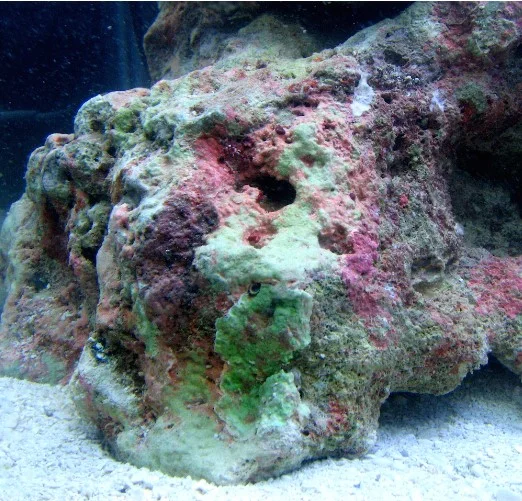 Inoculo Roccia viva - immagine 2