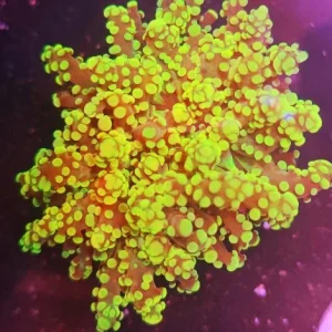 Euphyllia yaeyamaensis ultra gold