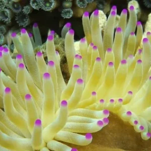 Condylactis gigantea – di serra europea