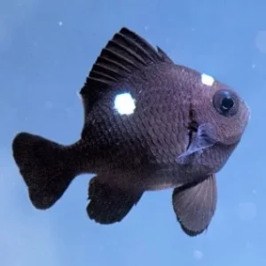 Dascyllus trimaculatus