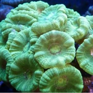 Caulastrea furcata green – 2 calici