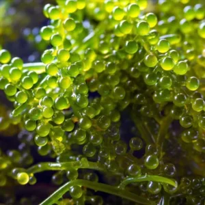 Starter – Caulerpa lentillifera – RARITÀ