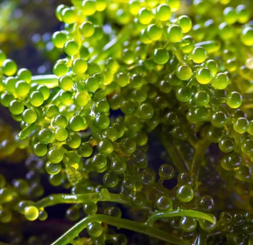 Starter – Caulerpa lentillifera – RARITÀ