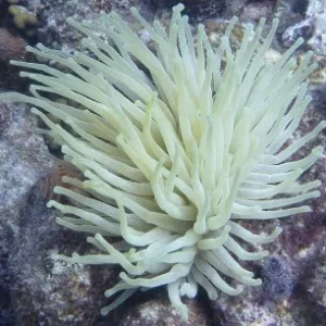 Condylactis gigantea (white) – di serra europea