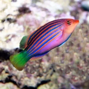 Pseudocheilinus hexataenia  – (DI SERRA)