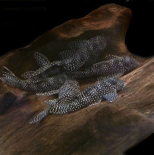 Hypancistrus sp. l262 - immagine 2