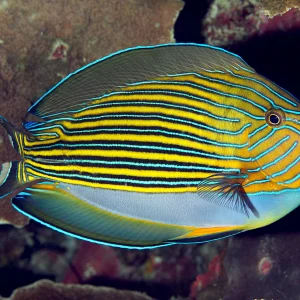 ACANTHURUS LINEATUS