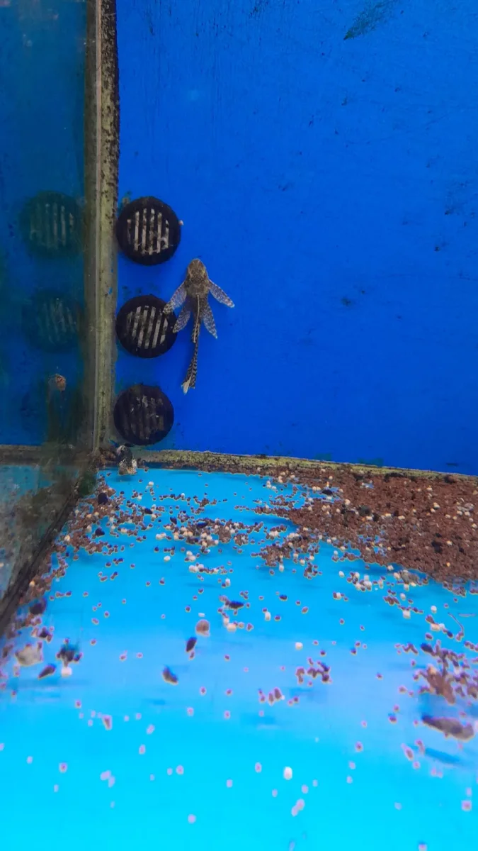 ANCISTRUS SP. - immagine 6