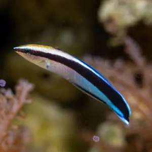 Labroides dimidiatus – (DI SERRA)