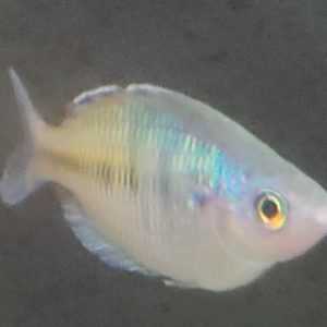 MELANOTAENIA BOESEMANI