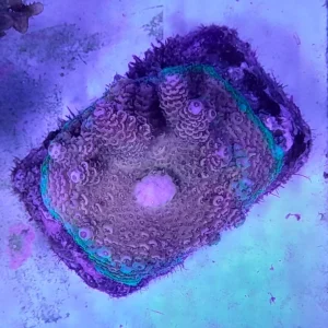 ACROPORA MILLEPORA RAINBOW