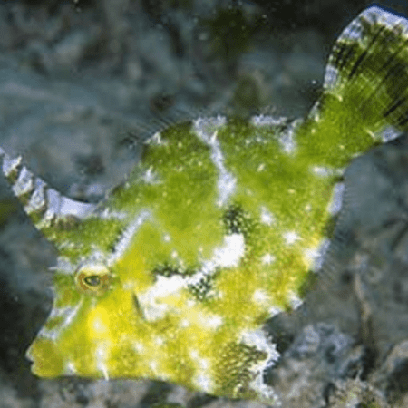 Acreichthys tomentosus - immagine 2