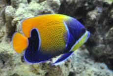 Euxiphipops navarchus LIVREA ADULTA