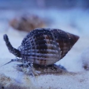 Nassarius sp.