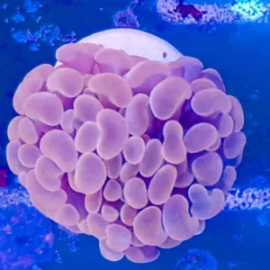 EUPHYLLIA PARAANCORA ORANGE PINK