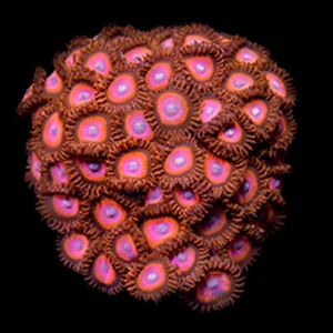 Zoanthus red whit green eyes – medium