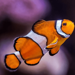 Amphiprion ocellaris