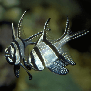 Pterapogon kaudernii