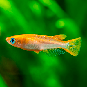 Oryzias Latipes youkihi