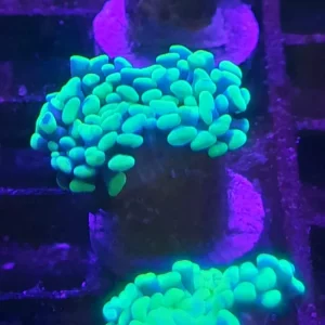 EUPHYLLIA PARAANCORA PREZZO A CALICE