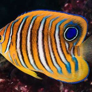 PYGOPLITES DIACANTHUS