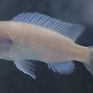 PSEUDO TROPHEUS ZEBRA BLU