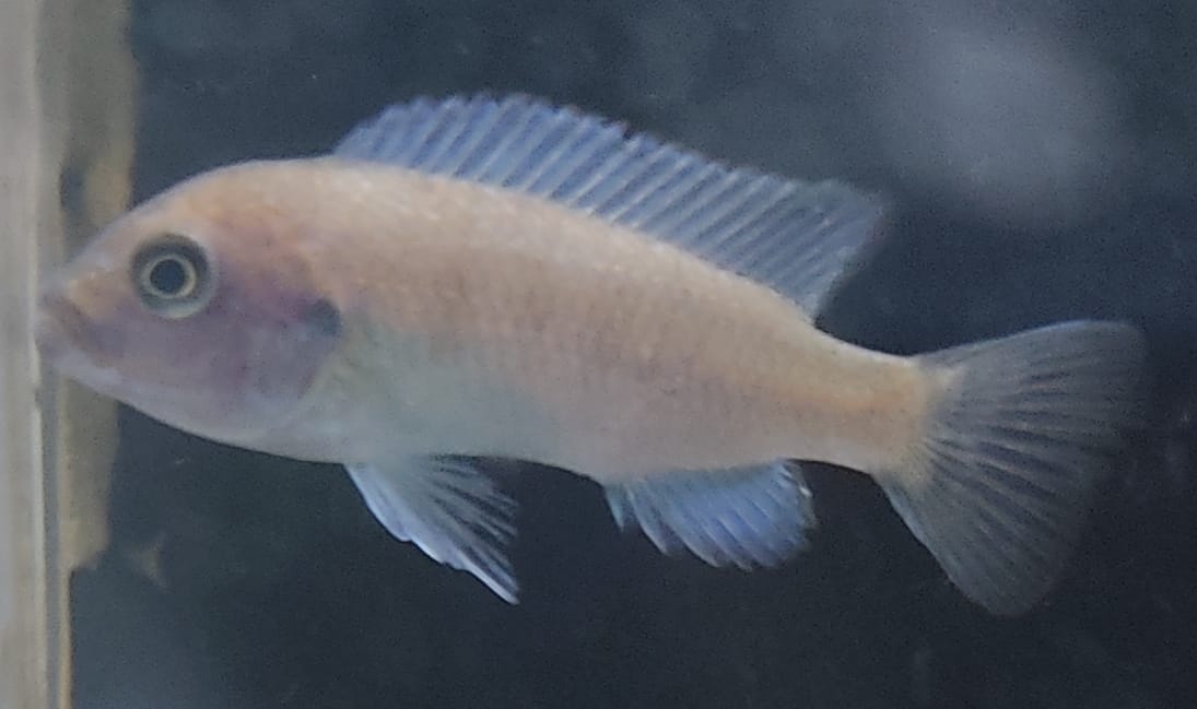 PSEUDO TROPHEUS ZEBRA BLU - immagine 2