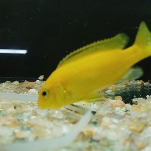 PSEUDOTROPHEUS YELLOW
