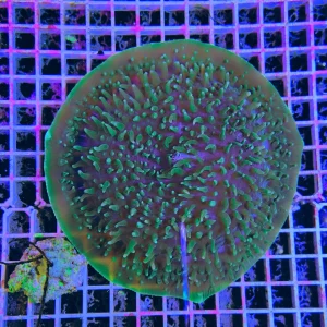 Amplexidiscus fenestrafer green – XXL