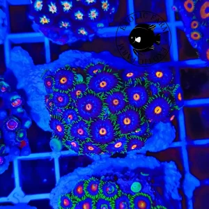 Zoanthus purple monster – large, GRADO A