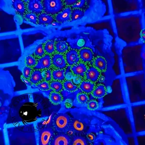 Zoanthus green monster – large GRADO A