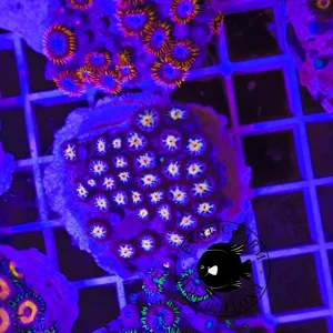 Zoanthus yellow starbust – large, GRADO A